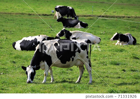 Holstein cattle Holstein cattle 71331926