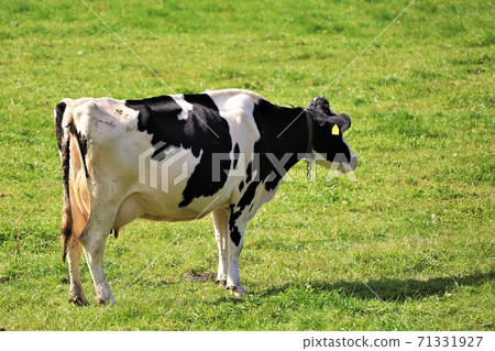 Holstein cattle Holstein cattle 71331927