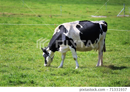 Holstein cattle 71331937