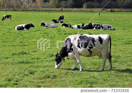 Holstein cattle Holstein cattle 71331938