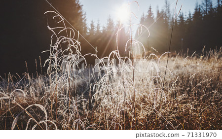 Frosty grass on mountain meadow at sunrise. 71331970