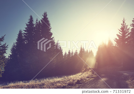 Forest in Izera Mountains at sunrise, Poland. 71331972