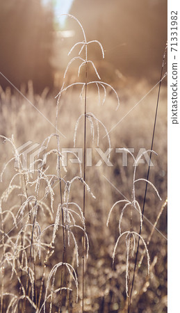 Frosty grass on mountain meadow at sunrise. 71331982
