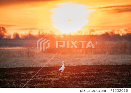 Adult European White Stork Walking In Spring Meadow Lit By Sunset Sunlight. Wild Bird In Sunny Evening In Belarus. Sunshine Above Spring Meadow Landscape. 71332016
