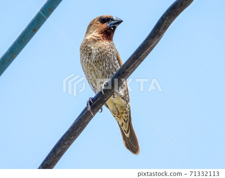 scaly-breasted munia or spotted blue sky background scaly-breasted munia or spotted blue sky background 71332113