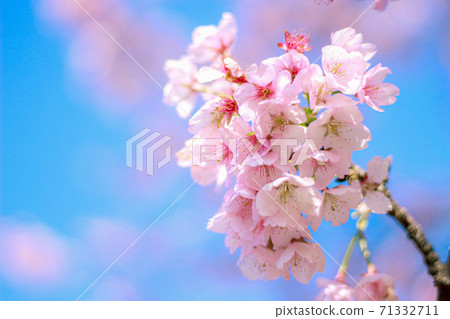 Pink cherry blossoms blooming in the blue sky Pink cherry blossoms blooming in the blue sky 71332711