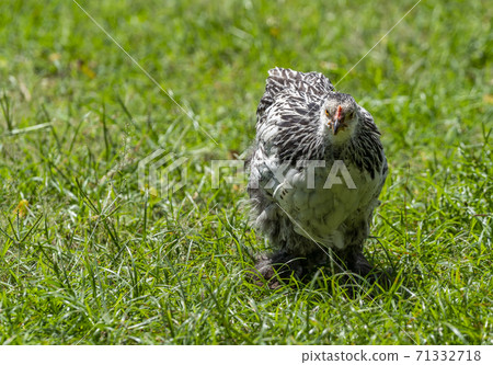 Free range Brahma chickens, beautiful rooster Brahma chicken, black and white pattern, standing on green grass, eyes looking at camera, space for copy and design. 71332718