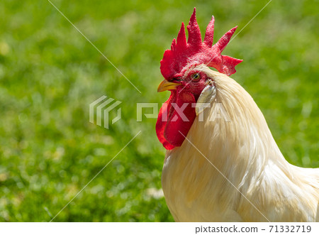 Portrait big white chicken, Brahma chickens, beautiful rooster Brahma chicken with big red cockscomb, blurred background grassland space for copy and design. Portrait big white chicken, Brahma chickens, beautiful rooster Brahma chicken with big red cockscomb, blurred background grassland space for copy and design. 71332719