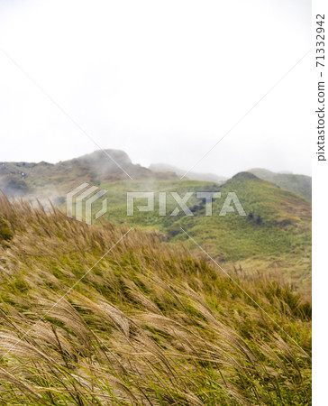 陽明山的芒草 71332942