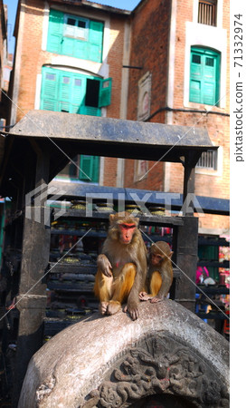 Monkey at the nepal temple look curiously in low angle in Swayambhunath temple or monkey temple 71332974