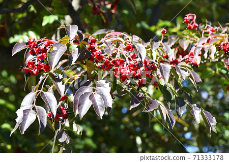 Gonzui fruit and seeds 71333178