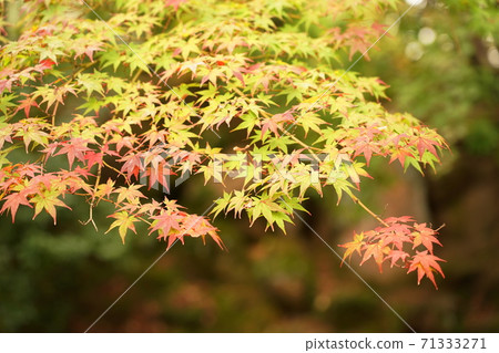 Maple Maple 71333271