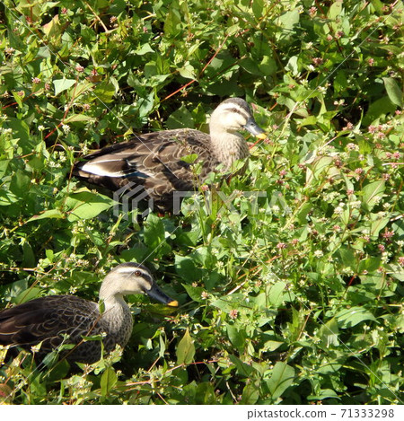 Spot-billed ducks eating grass at the edge of the Umeda River near Sengokunishi Park Spot-billed ducks eating grass at the edge of the Umeda River near Sengokunishi Park 71333298