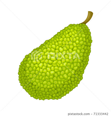 Whole Elliptical Jackfruit with Green Gummy Pimpled Shell Vector Illustration 71333442