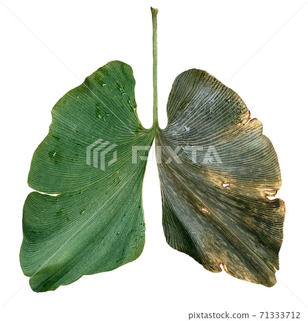 Environmental Air Pollution 71333712