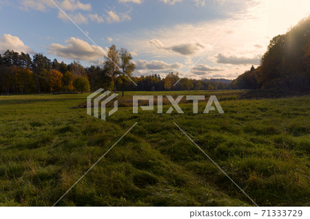 tree in a field on a background of autumn forest tree in a field on a background of autumn forest 71333729