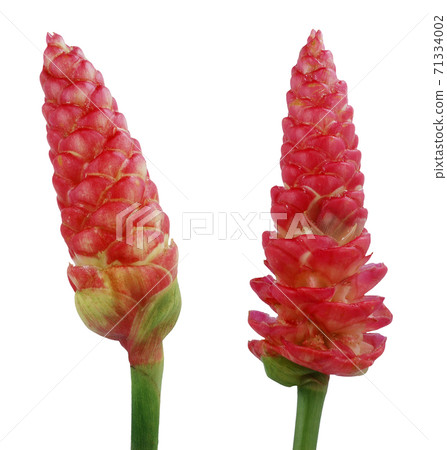 Zingiber Zerumet flower isolated on white background 71334002