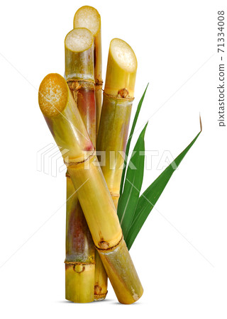 Sugarcane isolated on white background Sugarcane isolated on white background 71334008