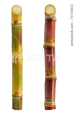 Sugarcane isolated on white background 71334011
