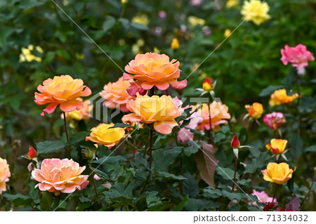 Rose Rose 71334032