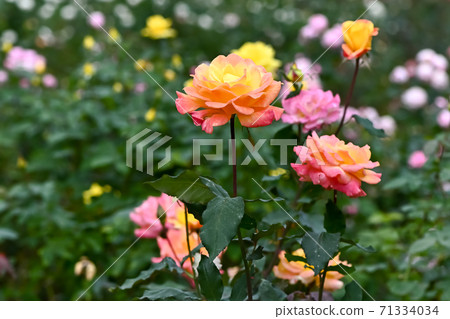 Rose Rose 71334034