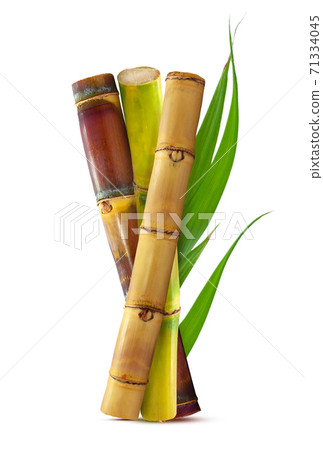 Tropical Sugar cane with leaf isolated on white background Tropical Sugar cane with leaf isolated on white background 71334045