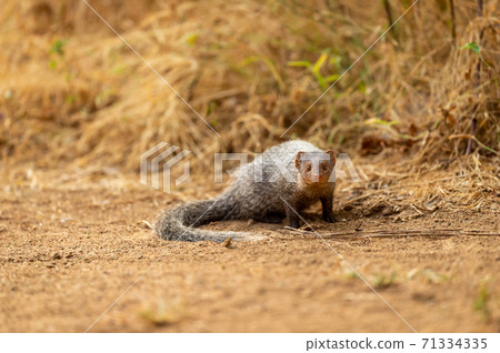 Indian grey mongoose or Herpestes edwardsii portrait with eye contact in central india forest Indian grey mongoose or Herpestes edwardsii portrait with eye contact in central india forest 71334335