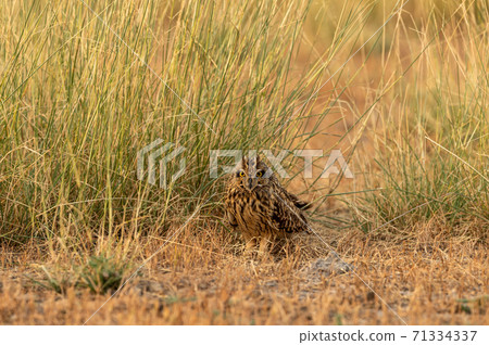 short eared owl or Asio flammeus portrait perched on ground at grassland of tal chhapar sanctuary rajasthan india short eared owl or Asio flammeus portrait perched on ground at grassland of tal chhapar sanctuary rajasthan india 71334337
