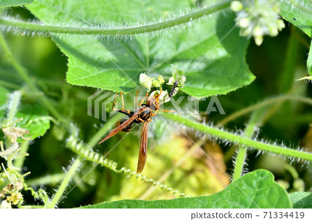 Polistes jokahamae Polistes jokahamae 71334419