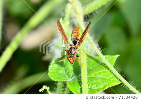 Polistes jokahamae Polistes jokahamae 71334420