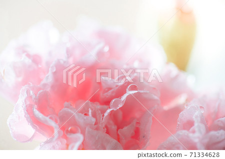 pink carnation in drops after rain pink carnation in drops after rain 71334628