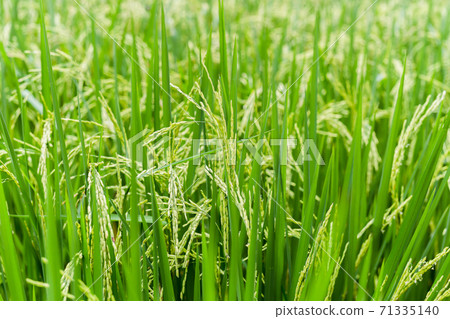 Close up paddy rice soft sunrise light in the filed. Close up paddy rice soft sunrise light in the filed. 71335140