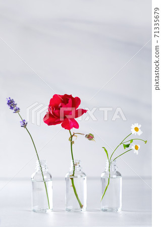 Transparent bottles with fresh herbs for aromatherapy 71335679