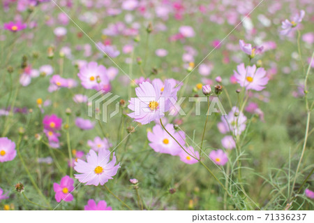  Cosmos field 71336237