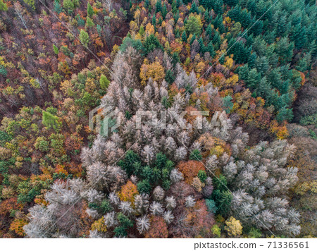 Aerial view green, orange and red autumn forest, with bark beatle infected dead trees different colors germany 71336561