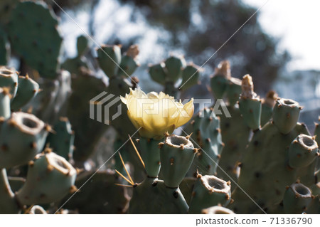 Prickly Pear Cactus with Yellow Flower in Ayia Napa coast in Cyprus. Opuntia, ficus-indica, Indian fig opuntia, barbary fig, blooming cactus pear Prickly Pear Cactus with Yellow Flower in Ayia Napa coast in Cyprus. Opuntia, ficus-indica, Indian fig opuntia, barbary fig, blooming cactus pear 71336790