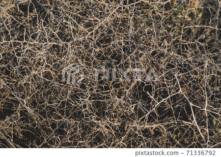 Closeup leafless barren thorny bush with tangled branches, dry dead plant with thorns on branches in Ayia Napa coast in Cyprus, selective focus Closeup leafless barren thorny bush with tangled branches, dry dead plant with thorns on branches in Ayia Napa coast in Cyprus, selective focus 71336792