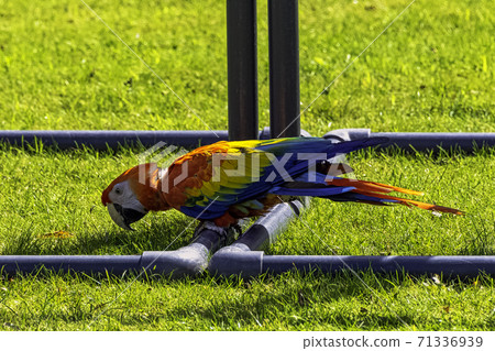 Ara macao known as scarlet macaw 71336939