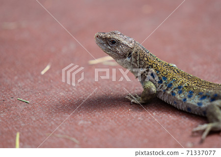 Beautiful multi colored lizard sitting on the floor waiting for prey 71337077