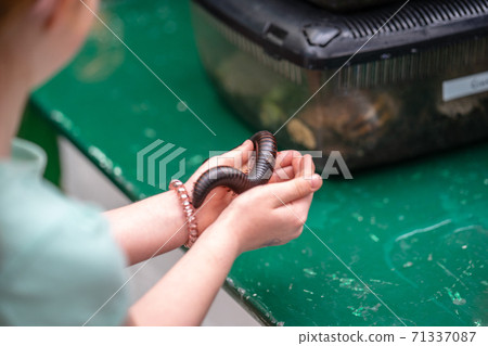 Giant African millipede, Archispirostreptus gigas on hand Giant African millipede, Archispirostreptus gigas on hand 71337087
