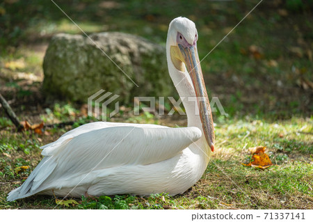 The great white pelican, Pelecanus onocrotalus also known as the eastern white pelican, rosy pelican or white pelican The great white pelican, Pelecanus onocrotalus also known as the eastern white pelican, rosy pelican or white pelican 71337141