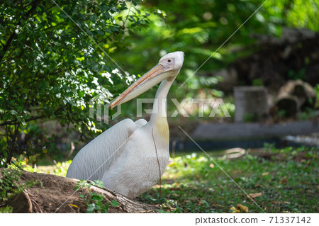The great white pelican, Pelecanus onocrotalus also known as the eastern white pelican, rosy pelican or white pelican The great white pelican, Pelecanus onocrotalus also known as the eastern white pelican, rosy pelican or white pelican 71337142