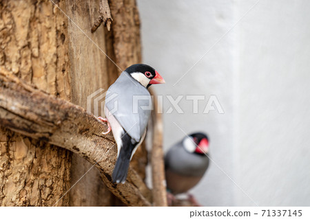 The Java sparrow, Lonchura oryzivora, also known as Java finch, Java rice sparrow or Java rice bird 71337145
