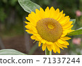 向日葵 71337244
