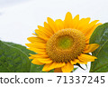 向日葵 71337245