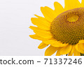 向日葵 71337246