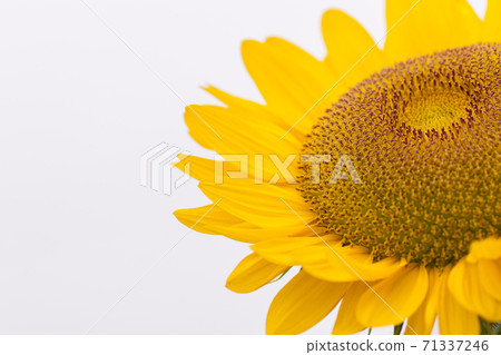 向日葵 71337246