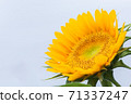 向日葵 71337247