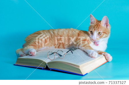 ginger cat washes and plays with a book and glasses on a turquoise background ginger cat washes and plays with a book and glasses on a turquoise background 71337327
