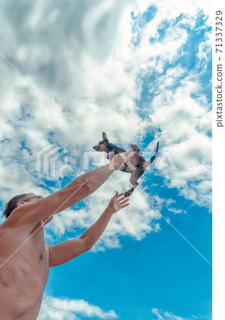 topless man of athletic build catches miniature pinscher falling from the sky topless man of athletic build catches miniature pinscher falling from the sky 71337329